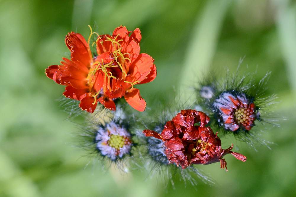 Bel fiore rosso: Pilosella aurantiaca (Asteraceae)
